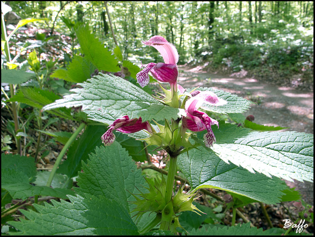 Lamium orvala / Falsa ortica maggiore